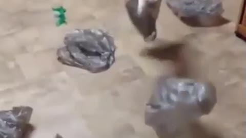 cat love fun