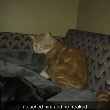 Cosmo what are you doing? That isn't food, its a blanket!