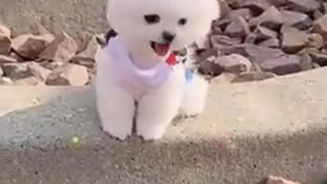 Cute 😘 Pomeranian puppy video | dog videos | Cute puppy shorts | puppies videos | #shorts #puppy