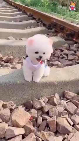 Cute 😘 Pomeranian puppy video | dog videos | Cute puppy shorts | puppies videos | #shorts #puppy