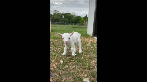 Great Pygmy Goats