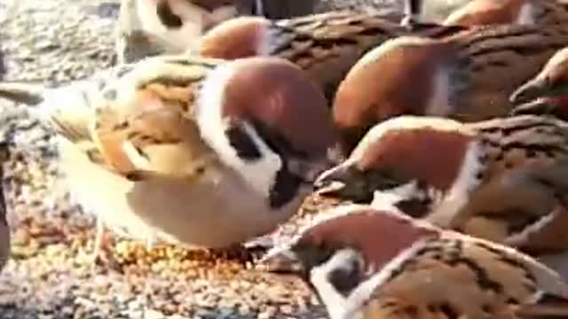 Beautiful birds eating