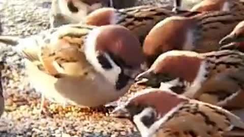 Beautiful birds eating