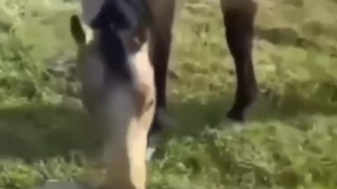 Funny Horse. you won't stop laughing after watch this