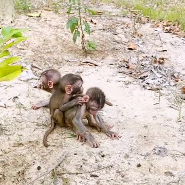 Amazing animals. Little monkeys compete to eat and like to eat grapes#2