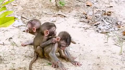 Amazing animals. Little monkeys compete to eat and like to eat grapes#2