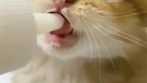 Cat fofo