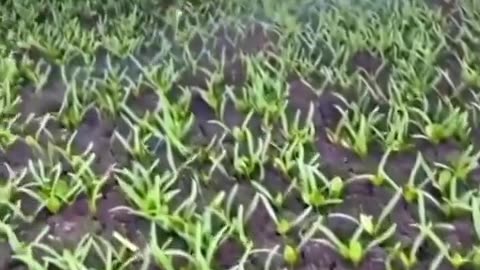 Laser weeding robot kills up to 100,000 weeds per hour