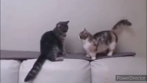 Funniest cats video