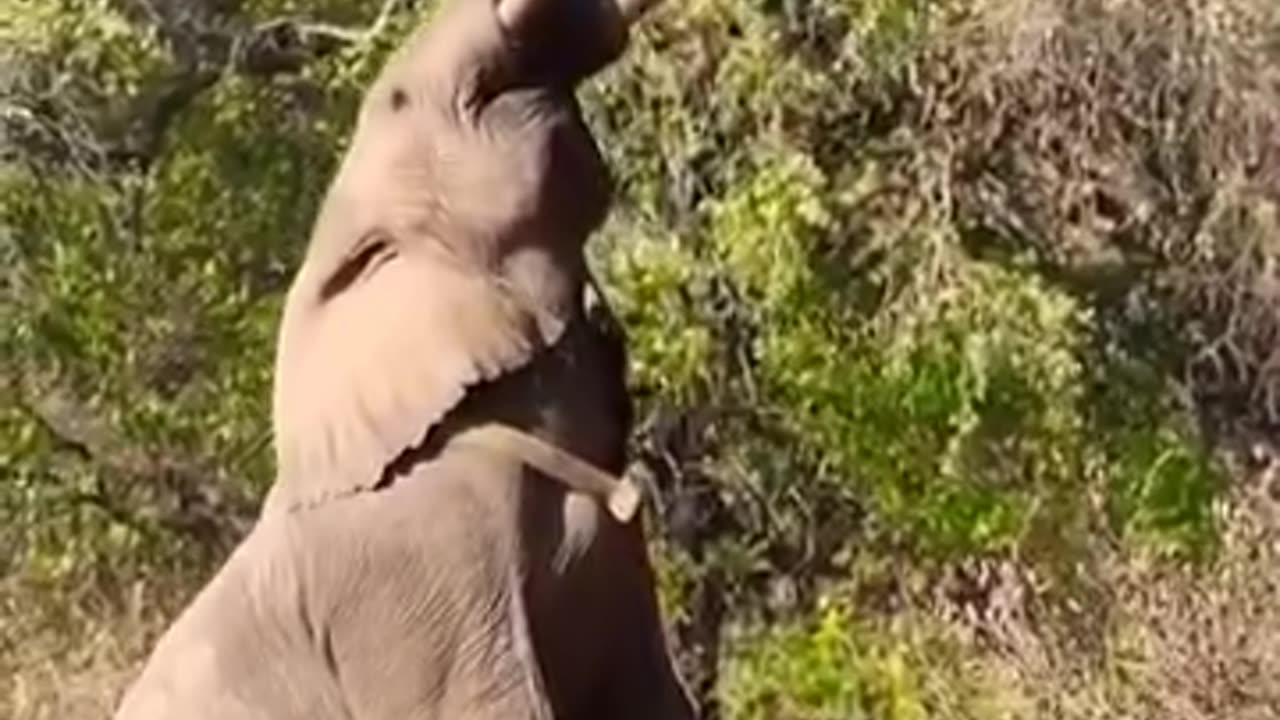 Elephant reaching for food