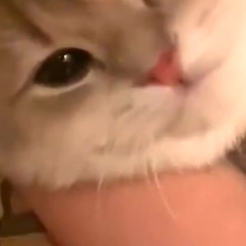 Reluctant little cute