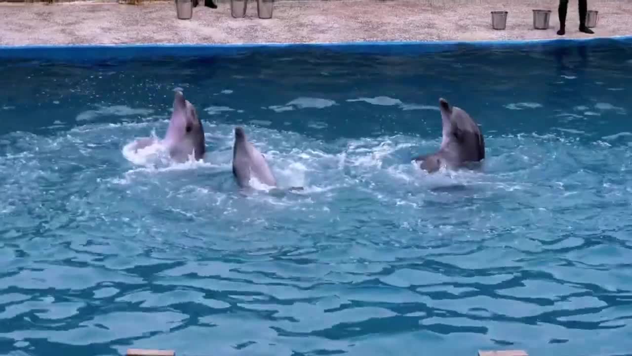 Beautiful Relaxing Instrumental Music, Beautiful Dolphin Dance