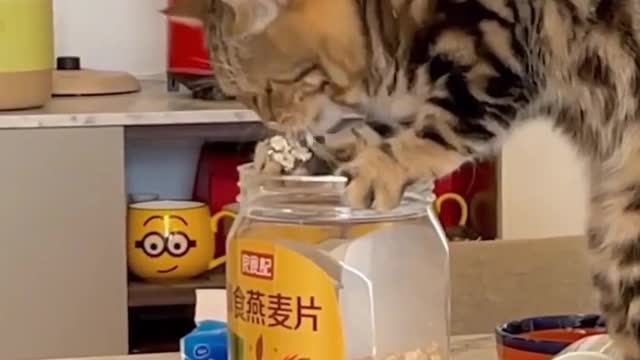 He is stealing food 😂