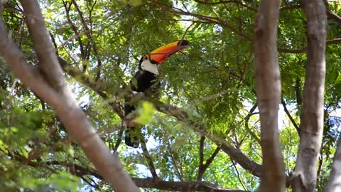 very big and cute beak ,ticano bird , the most beautiful and strongest bird