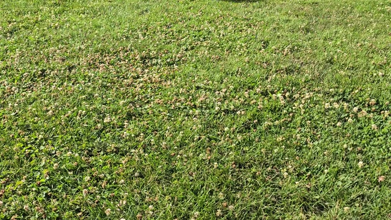 BERKELEY IN THE YARD 07/03/24