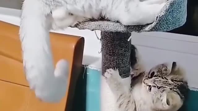 This kitten was naughty with his friend