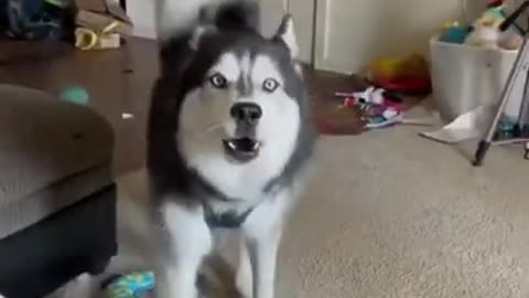 Very interesting video so cute dog waw very nice looking