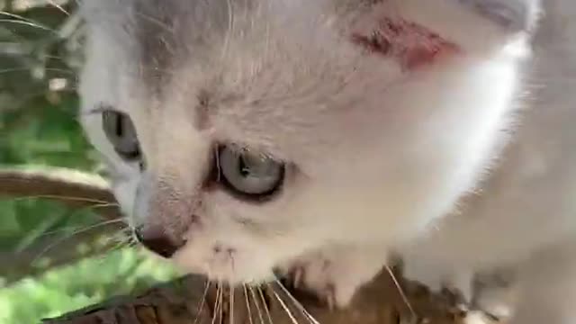 #short viral cat video|