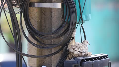 Bird nest in energy pole