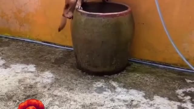 So hot.. Dog going Down in pool...