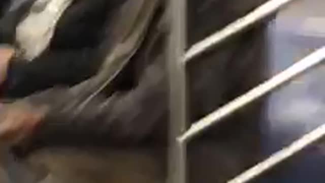 Man on subway has straws sticking into ears