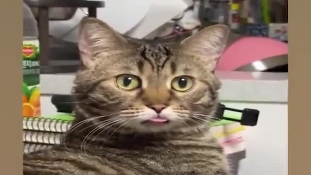Part 3 funniest cat