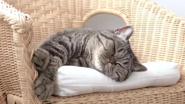 Comment les chats CHOISISSENT-ILS leurs MAÎTRES