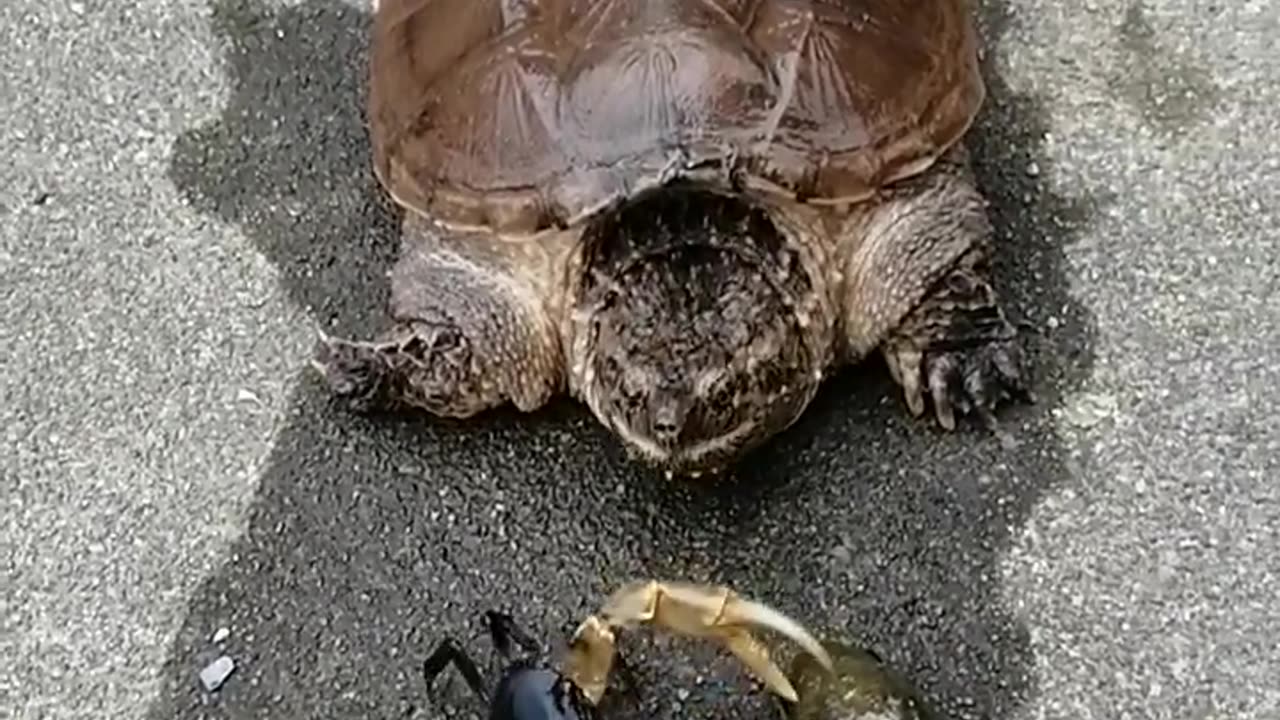 Turtle funny