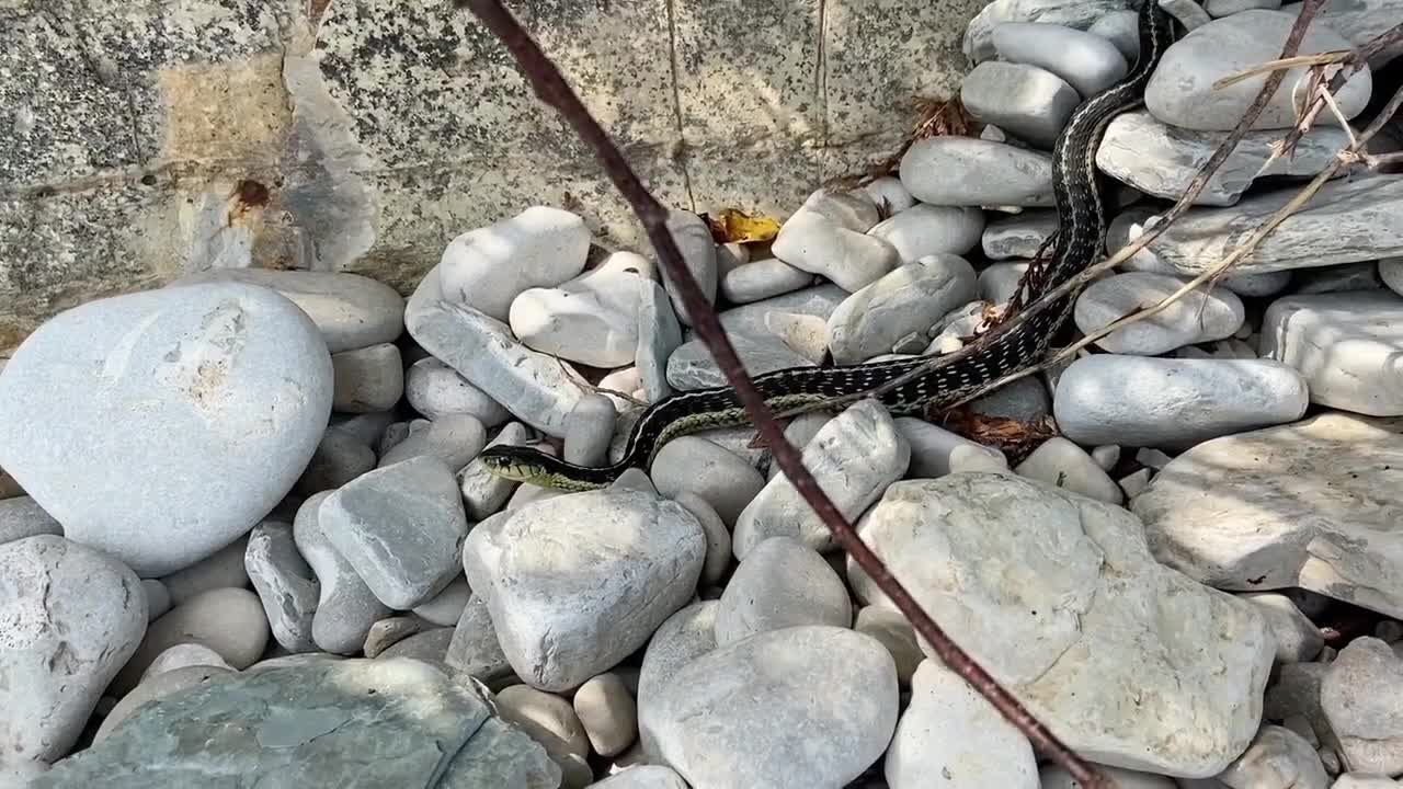 Snake on the Rocks