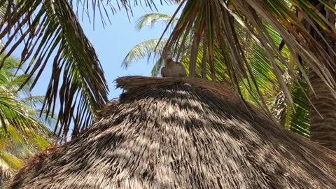 Wild birds met at isla de mujeres