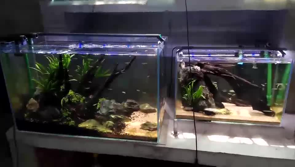 A landscape in a fish tank(15)