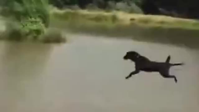 Funny animals moments