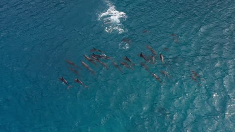 group of dolphin in the sea