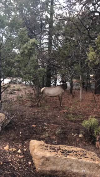 Grand Canyon April 2020 Elk