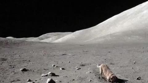 Leaked NASA video. The first dog on the Moon.