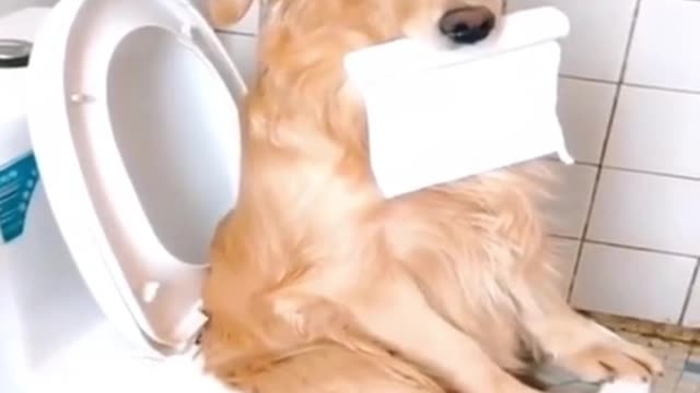 I am a clean boy |funny dogs video
