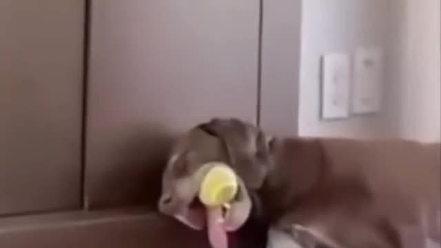 Funny Dogs Overslept Video