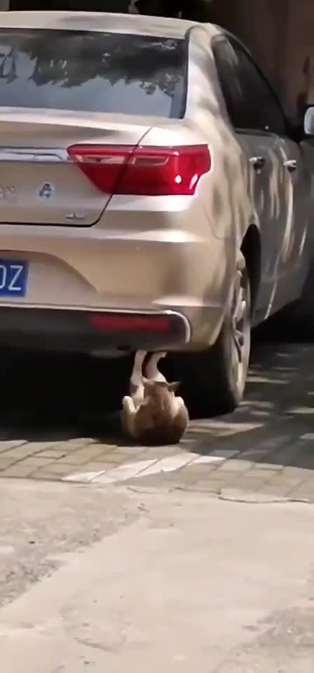 Cat Performs Sit-ups Underneath Car in China