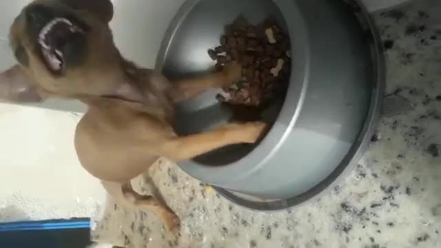 Cachorrinho lindo,mais não pode mexer na comida dele!