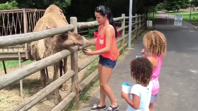 TRY NOT TO LAUGH _ Funny Weekend At The Zoo - LAUGH TRIGGER