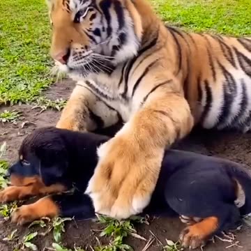 love dogs 😳🐯