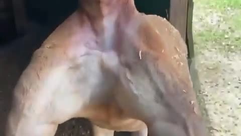 After your first gym session