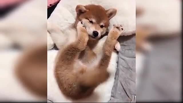 Cute funny puch must watch