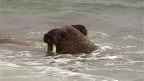 Walruses: Heavyweights With Unexpected Skills Part 6 | Free Documentary Nature