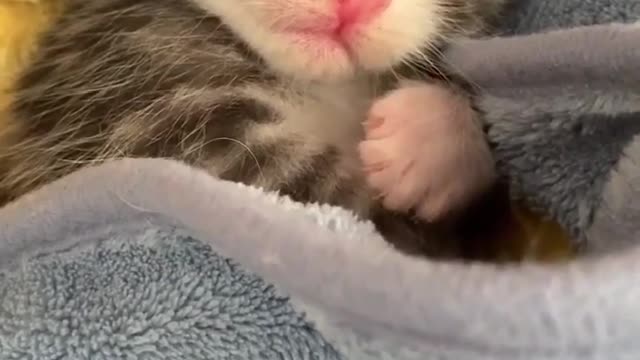 Cute kitten sleeping