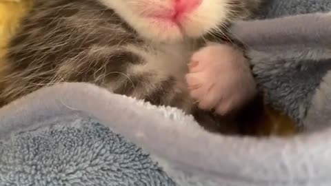 Cute kitten sleeping