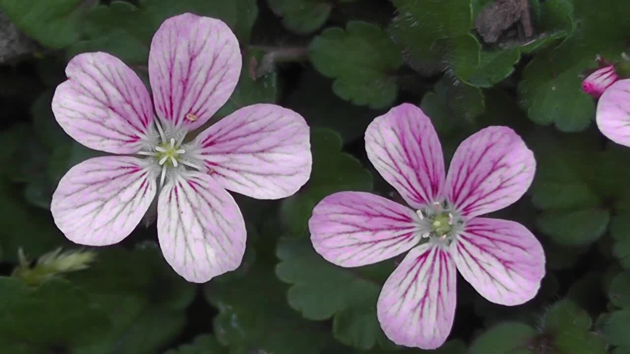 Relaxing music...! Do not be sad! Everything will be fine! Look how beautiful the flowers are!