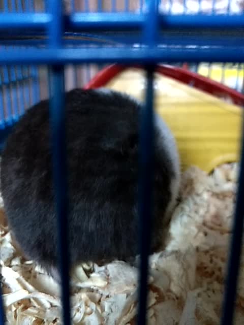 hamster getting obese and warmly wrapped