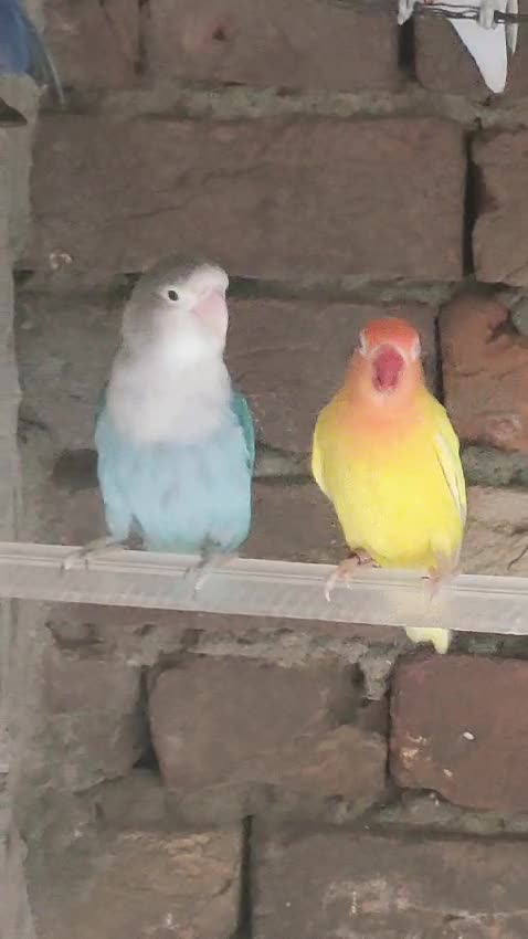 Lutino fisheri red eye blue fisheri jumbo size Breeder pair