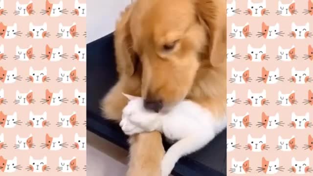 Best Funny Animals Cats And Dogs